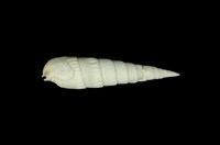 藏品(長筍蟹守螺)的圖片